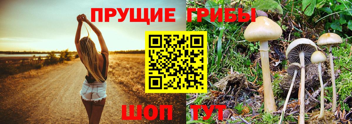 Галлюциногенные грибы Cubensis  Вход с VPN  Галлюциногенные грибы Psilocybe  Кировск 